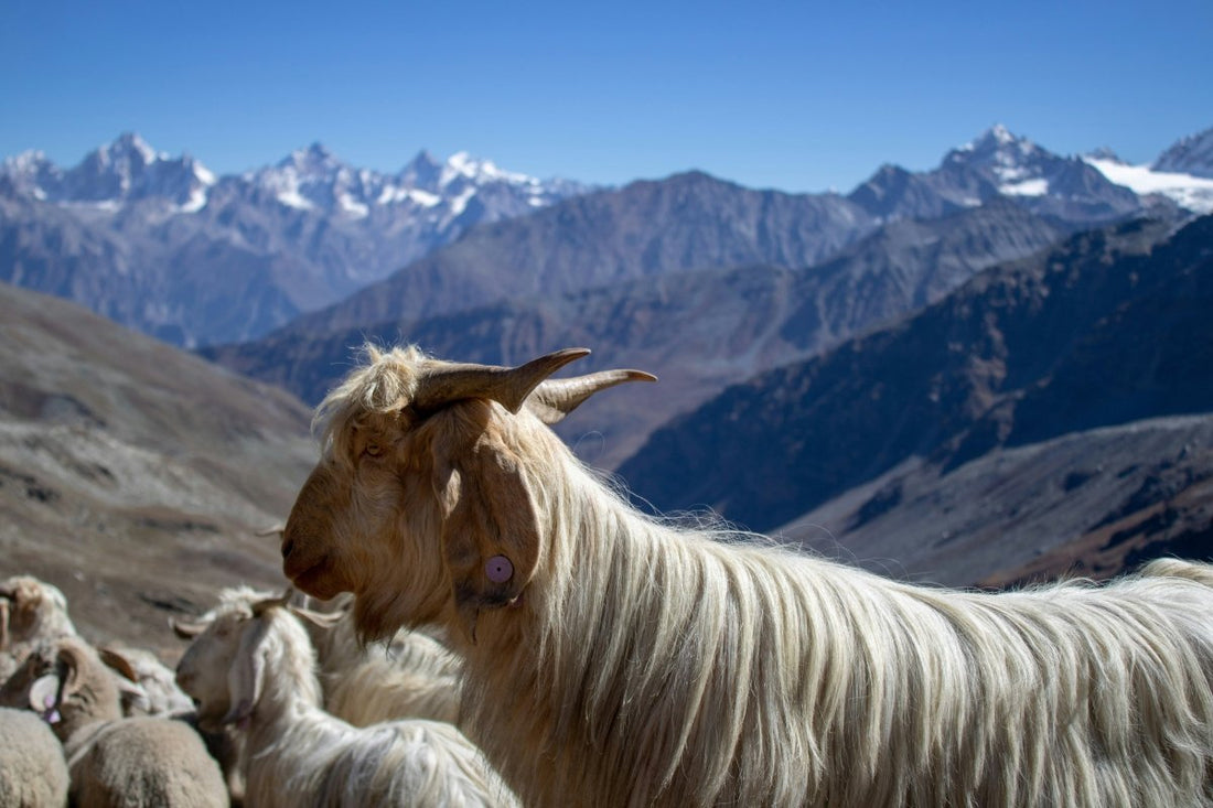 Cachemire de Mongolie : pourquoi est-il si recherché ? - Studio cashmere8