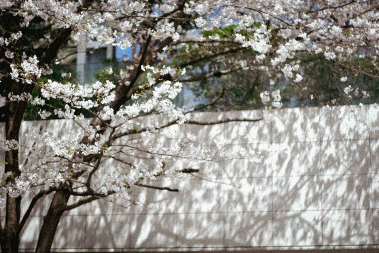 ACCESSOIRES UNISEX - Studio cashmere8