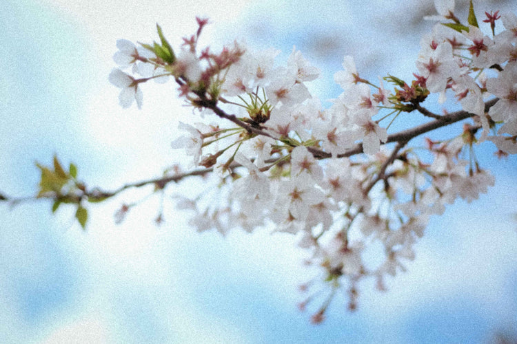 L'HOMME - Studio cashmere8